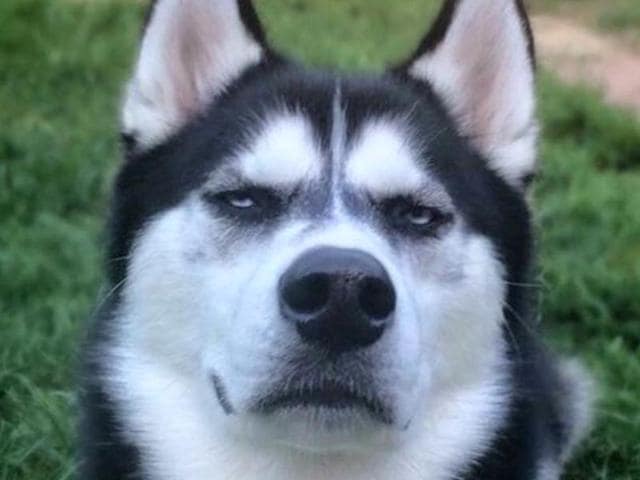Grrrr Meet Anuko the husky who s making a fortune by being