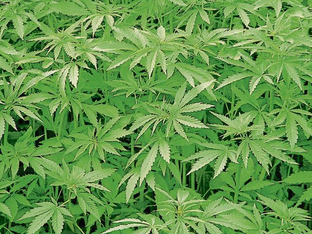 Only one Haridwar company is authorised to collect cannabis for markets in Uttar Pradesh, Rajasthan and Madhya Pradesh. (HT Photo) Only one Haridwar company is authorised to collect cannabis for markets in Uttar Pradesh, Rajasthan and Madhya Pradesh. (HT Photo)
