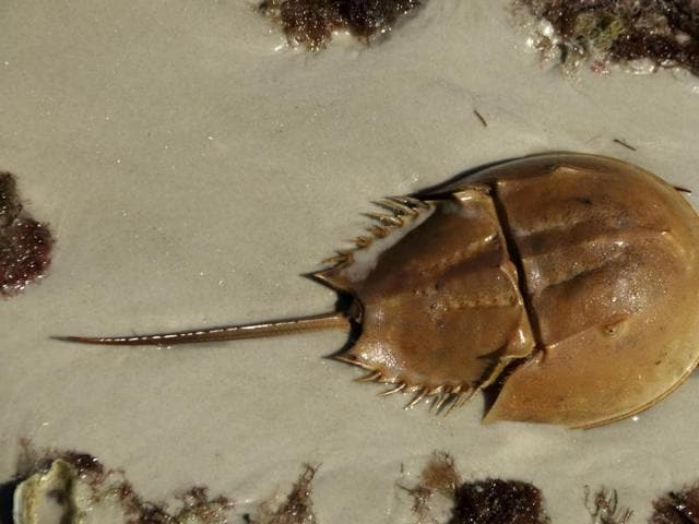 Living fossil habitat in Bengal under threat | Kolkata - Hindustan Times Living fossil habitat in Bengal under threat | Kolkata - Hindustan Times