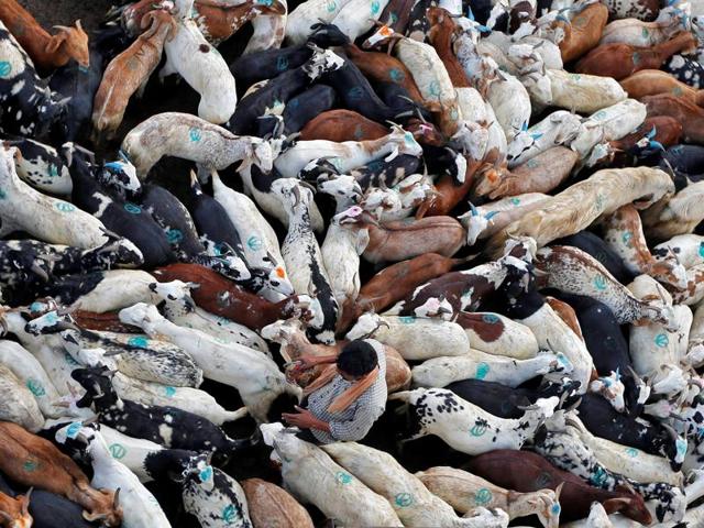 A trader selects a goat for his customer at a livestock market ahead of the Eid al-Adha festival in Mumbai, India, on September 10, 2016.  Eid al-Adha is celebrated on the third day of the Hajj pilgrimage and is going to fall on September 13 this year, subject to moon sighting.  (REUTERS) 
