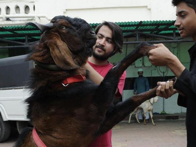 A goat named ‘Dabang’ is on sale at Shahjahanabad in Bhopal and is expected to fetch Rs 85,000. Beware! It attacks people. (Mujeeb Faruqui/HT PHOTO) A goat named ‘Dabang’ is on sale at Shahjahanabad in Bhopal and is expected to fetch Rs 85,000. Beware! It attacks people. (Mujeeb Faruqui/HT PHOTO)