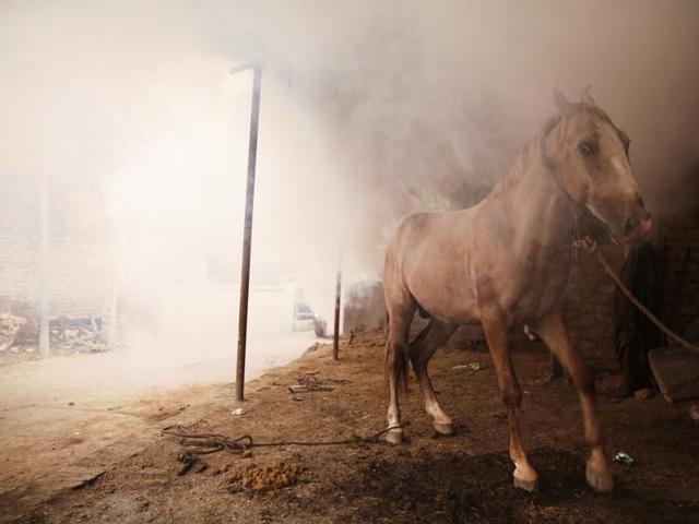 A horse stands tethered inside a stable, surrounded by smoke rising from fumigation being done to prevent mosquito-borne diseases in Allahabad, India, Friday, September 9, 2016.  (AP) 