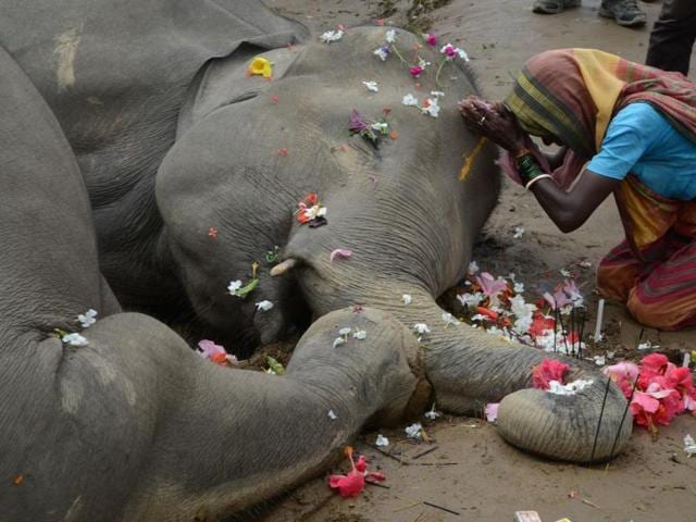 An Indian villager offers prayers over the bodies of two female elephants after they were electrocuted next to an electricity pole at Kiranchandra Tea Garden, on the outskirts of Siliguri, on September 10, 2016. (AFP) 