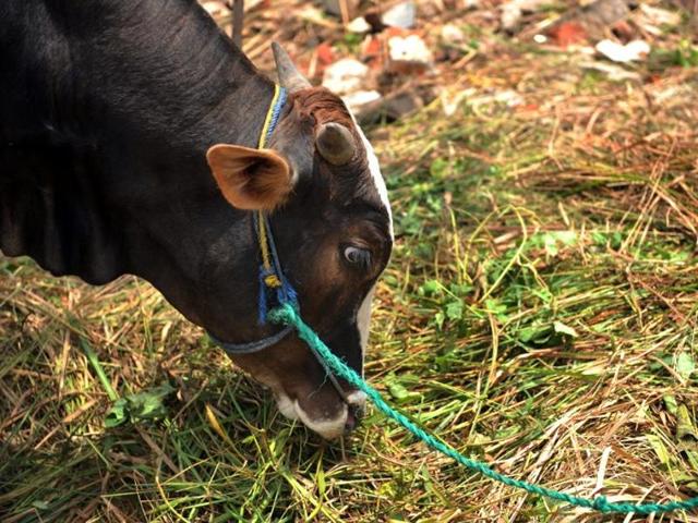Those slaughtering cows during Bakra Eid will be punished: Telangana govt | Latest News India - Hindustan Times Those slaughtering cows during Bakra Eid will be punished: Telangana govt | Latest News India - Hindustan Times