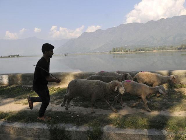 A Kashmiri vendor with a flock of sheep walks on the banks of Dal lake in Srinagar on Saturday. Goat traders in Kashmir say that due to the turbulent situation in the valley, the number of goats being sold for Eid have reduced. (Waseem Andrabi/HT photo) A Kashmiri vendor with a flock of sheep walks on the banks of Dal lake in Srinagar on Saturday. Goat traders in Kashmir say that due to the turbulent situation in the valley, the number of goats being sold for Eid have reduced. (Waseem Andrabi/HT photo)