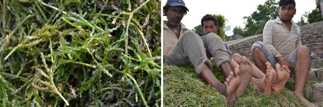 Weeds identified as najas marina by botany professor Amrik S Ahluwalia; (right) workers displaying their lower limbs ravaged by the weeds. (Photos: Vikram Jit Singh)