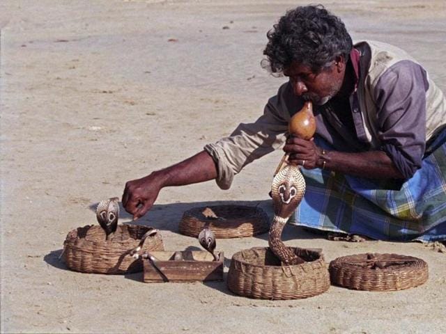 Around 75,000 snake charmers in Bengal can hope of a secure livelihood with assured regular income as the Mamata Banerjee government is all set to follow the Chinese model in setting up snake-breeding farms. (HT Photo) Around 75,000 snake charmers in Bengal can hope of a secure livelihood with assured regular income as the Mamata Banerjee government is all set to follow the Chinese model in setting up snake-breeding farms. (HT Photo)