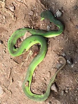 The viper killed by a vehicle on the Dharampur-Kasauli road. (Photo: Dr Ujagar Singh)