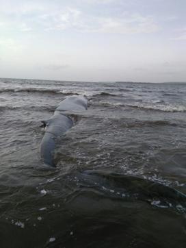 The whale could have suffered an injury or an internal infection due to which it lost its navigation. (HT Photo) The whale could have suffered an injury or an internal infection due to which it lost its navigation. (HT Photo)