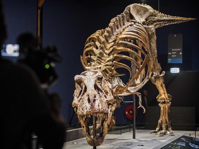 The skeleton of a tyrannosaurus named Trix installed at the Naturalis Museum of Leiden in Netherlands on Friday as part of the exhibition ‘T rex in Town.’ (AFP) The skeleton of a tyrannosaurus named Trix installed at the Naturalis Museum of Leiden in Netherlands on Friday as part of the exhibition ‘T rex in Town.’ (AFP)