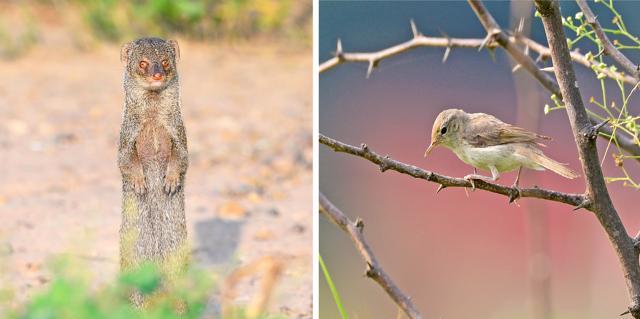 A grey mongoose and (right) booted warbler at Saketri. (Photos: Munish Jauhar)
