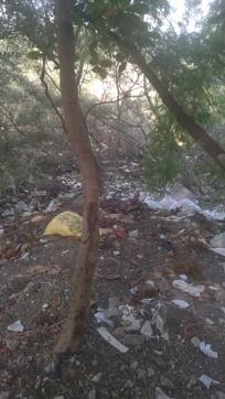 The mangrove cell also found that residents had dumped garbage in the mangrove. (HT Photo) The mangrove cell also found that residents had dumped garbage in the mangrove. (HT Photo)