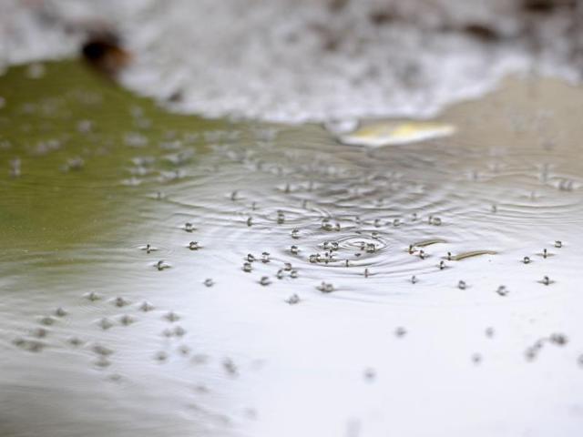 The cases of vector-borne diseases are on the rise again in Gurgaon. As many as 20 cases of dengue and 23 cases of chikungunya were reported in the city in the last nine days(Abhinav Saha/HT file photo) The cases of vector-borne diseases are on the rise again in Gurgaon. As many as 20 cases of dengue and 23 cases of chikungunya were reported in the city in the last nine days(Abhinav Saha/HT file photo)