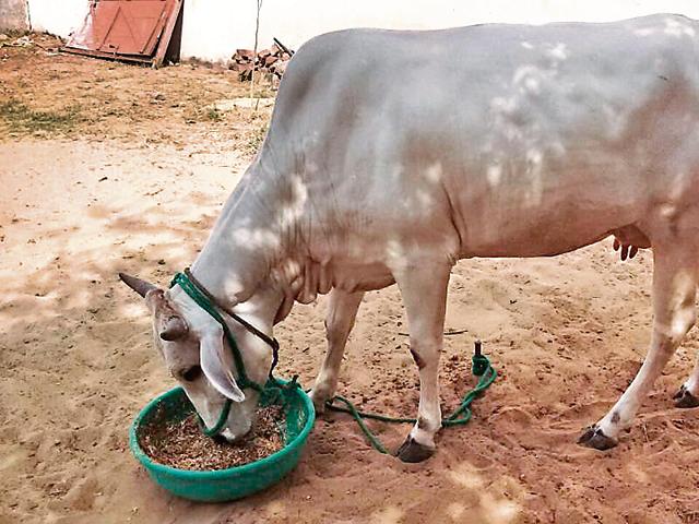 The party had announced that its members will tether stray cows outside residences of all Haryana ministers and make them take care of the cattle as part of ‘koonta baandh (tether a cow) drive.(HT Photo)