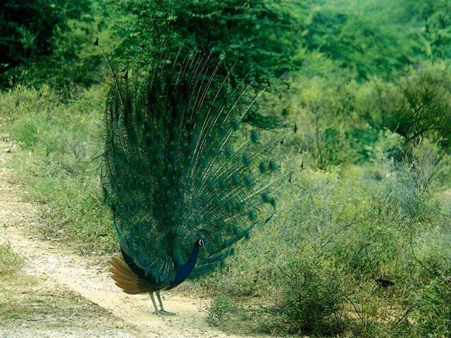 As many as 50 peacocks might lose their natural habitat in Gurgaon as the forest department has given permission to chop 70 trees for the construction of a court building near Rajeev Chowk. (Manoj Kumar/HT Photo) As many as 50 peacocks might lose their natural habitat in Gurgaon as the forest department has given permission to chop 70 trees for the construction of a court building near Rajeev Chowk. (Manoj Kumar/HT Photo)