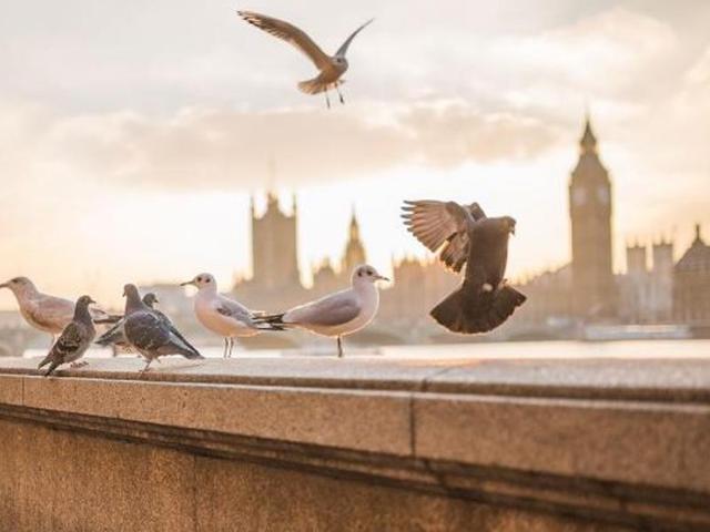 Amala Paul channels her inner peace through these pigeons and seagulls in London. (Dreamcatcher_ams/Instagram) 