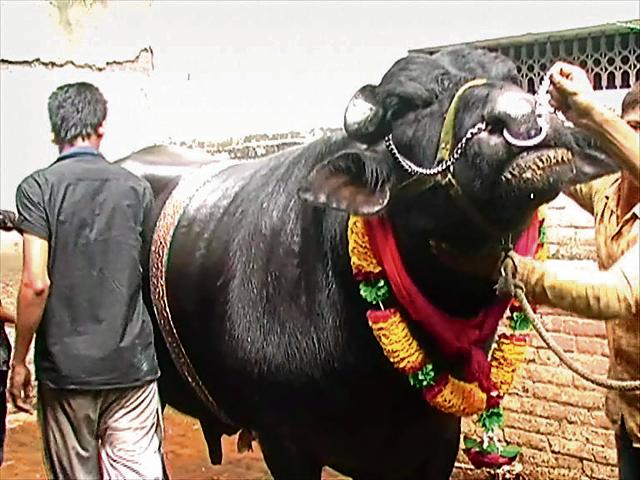 The Murrah buffalo named Bahubali has become the cynosure of all eyes in the town.(HT Photo)