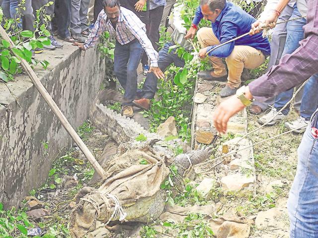 People try to rescue a 12-foot-long crocodile stuck in a drain in the downstream of Kota barrage dam in Kota City recently. (HT File Photo) People try to rescue a 12-foot-long crocodile stuck in a drain in the downstream of Kota barrage dam in Kota City recently. (HT File Photo)