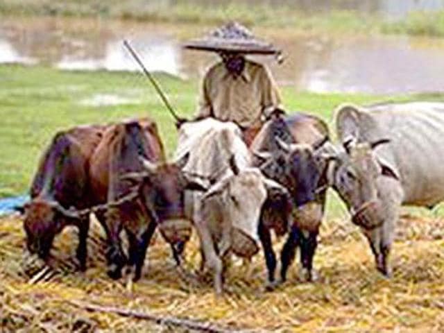 In the past three days, standing crop in 17,418 hectares spread over 10 districts in upper and lower Assam have been destroyed by the armyworms. In the past three days, standing crop in 17,418 hectares spread over 10 districts in upper and lower Assam have been destroyed by the armyworms.