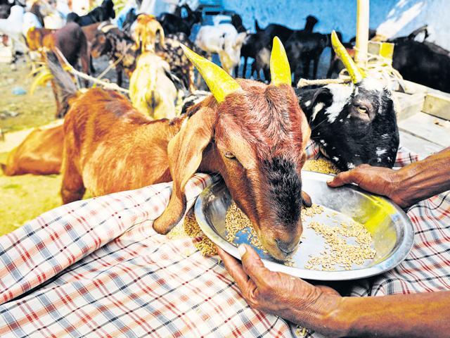 There is a school of thought, to which a former environment minister of India belonged, that being a vegetarian is a good way to prevent environmental degradation(Special arrangement)