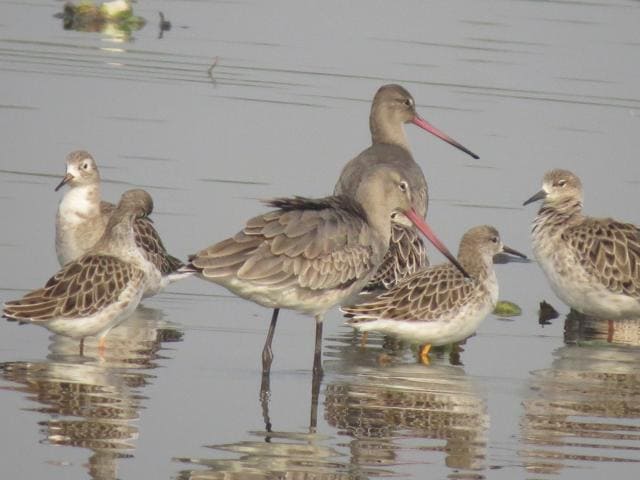 A flock of Black-tailed Godwit (Pic Courtesy: T K Roy)