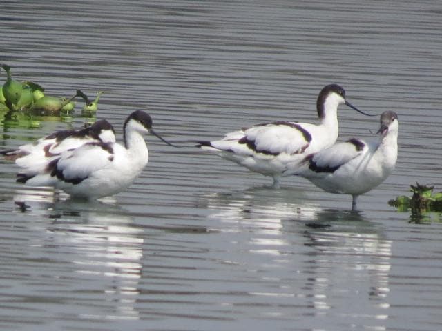 Pied Avocet at Okhla sanctuary (Pic Courtesy: T K Roy)