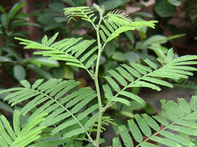 The Shammi patra (Prosopis cineraria), the second favourite of Lord Ganesha, is of great medicinal importance. It is native to arid areas of western and central India. It is used to treat respiratory tract infection, excessive heat, herpes, loose motion and leucorrhoea . (Credit: Monali Ranadive) The Shammi patra (Prosopis cineraria), the second favourite of Lord Ganesha, is of great medicinal importance. It is native to arid areas of western and central India. It is used to treat respiratory tract infection, excessive heat, herpes, loose motion and leucorrhoea . (Credit: Monali Ranadive)