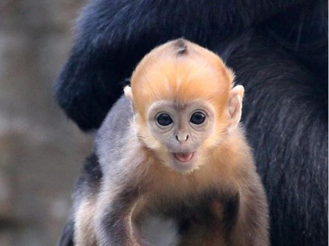 The city zoo of Sydney, Taronga, which is marking its 100th anniversary, is located on the shores of Sydney Harbour. Embe is the latest and brightest addition to the zoo’s Langur family. (Tarongazoo/Instagram)