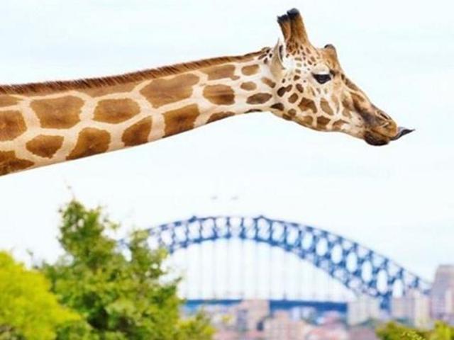 Spread over 21 hectares, the zoo is home to over 4,000 animals of 340 species. (Tarongazoo/Instagram)