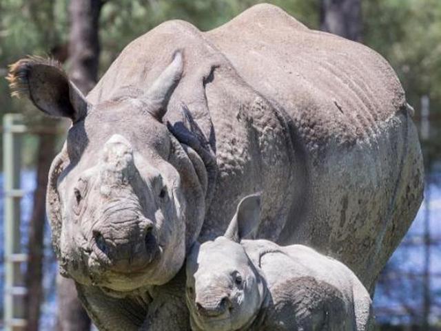 Taronga Zoo’s earliest landscape features includes the Rustic Bridge which opened in 1915. A one-horned rhino calf makes his public debut alongside mother Amala. (Tarongazoo/Instagram)