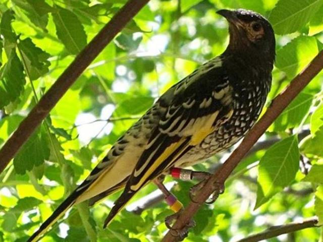 The zoo houses a number of exhibits such as Platypus and Nocturnal houses, waterfowl ponds and walkthrough Rainforest Aviary. A resident Regent Honeyeater... (Tarongazoo/Instagram)