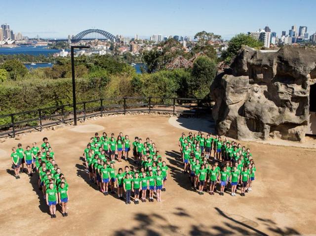 Australian school children form the number 100 in the giraffe enclosure during the anniversary event on September 15, 2016. (REUTERS)