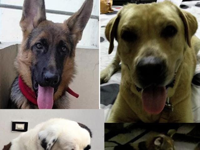 This week, we have a St Bernard, a Labrador, a German Shepherd and an Indie who are looking for loving homes. This week, we have a St Bernard, a Labrador, a German Shepherd and an Indie who are looking for loving homes.