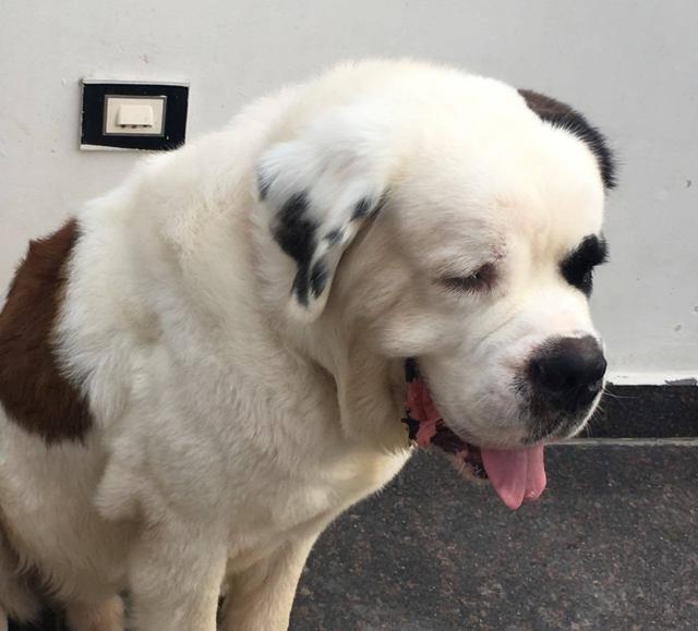 Alex, a St Bernard. Alex, a St Bernard.