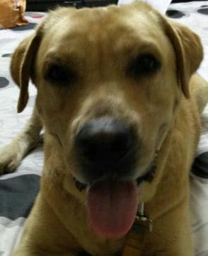 Tiger, a two and a half year Labrador. Tiger, a two and a half year Labrador.