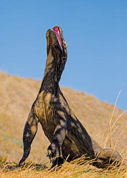 A Komodo Dragon, which can grow up to three metres tall, sits on its hind legs. (Shutterstock) A Komodo Dragon, which can grow up to three metres tall, sits on its hind legs. (Shutterstock)