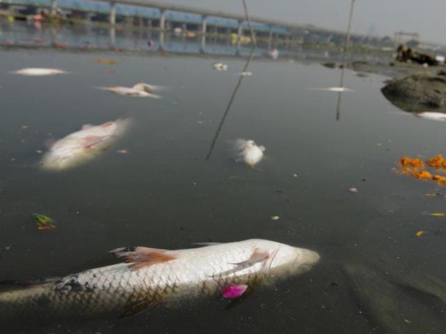 Dead fish, possibly poisoned by the chemicals in the water, float on the surface of the Yamuna near a prayer site for the festivities. (Burhaan Kinu/HT PHOTO)