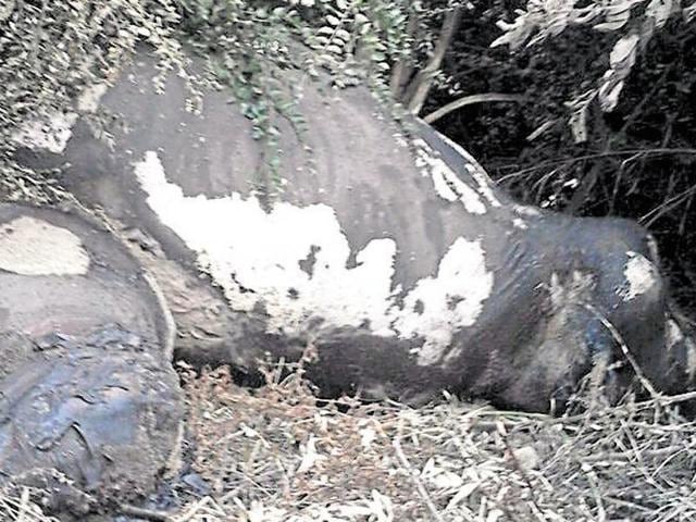 The elephants had been dead for at least a week and the bodies were found with white patches and maggots. (HT Photo) The elephants had been dead for at least a week and the bodies were found with white patches and maggots. (HT Photo)