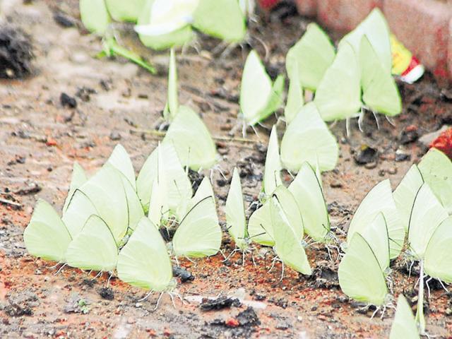 Excessive usage of insecticides and pesticides is stopping the butterfly larvae from growing. (Praveen Bajpai/ HT photo) Excessive usage of insecticides and pesticides is stopping the butterfly larvae from growing. (Praveen Bajpai/ HT photo)