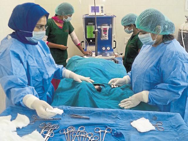 Dogs sterilisation is being done at GADVASU in Ludhiana. (HT Photo) Dogs sterilisation is being done at GADVASU in Ludhiana. (HT Photo)