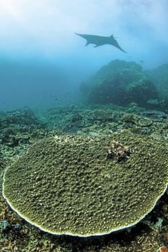 A manta ray swimming through a current-swept channel. (Getty Images) A manta ray swimming through a current-swept channel. (Getty Images)