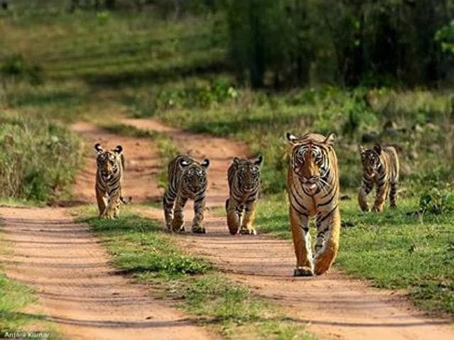Notices Sent To Mp Forest Dept On Tiger Deaths Due To Iron Fencing Hindustan Times Madhya pradesh forest department is engaged in management of largest forest area in the country.