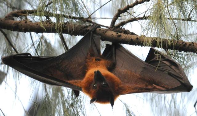 Bats in their colony on the Panjab University campus in Chandigarh. (Anil Dayal/HT Photo)