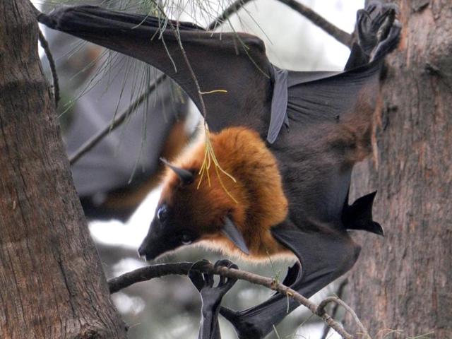 Bats in their colony on the Panjab University campus in Chandigarh. (Anil Dayal/HT Photo)