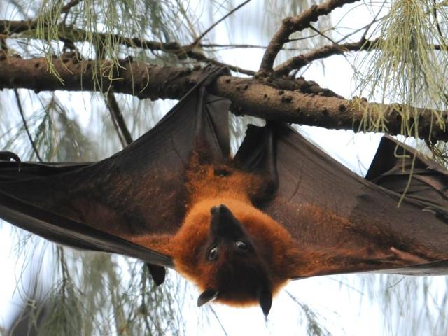 Where bats live: Dark knights of Panjab University | Hindustan Times