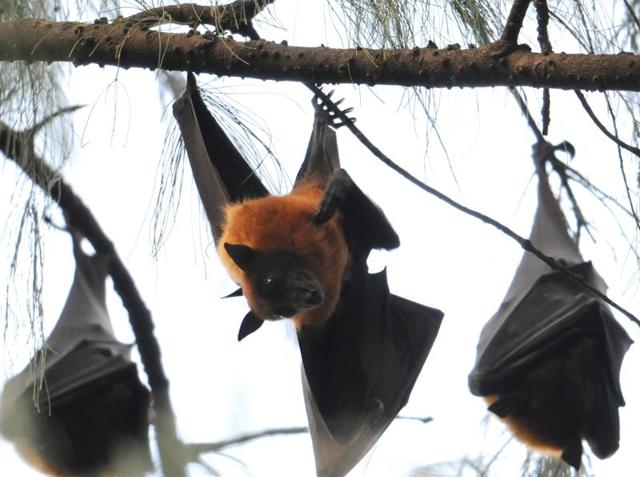 Bats in their colony on the Panjab University campus in Chandigarh. (Anil Dayal/HT Photo)