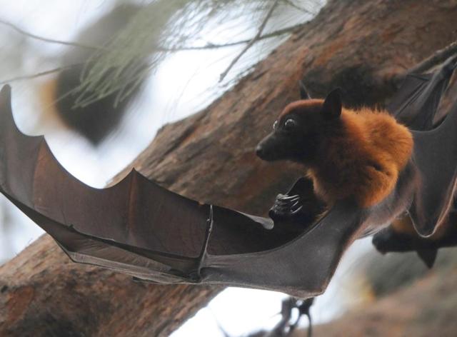 Bats in their colony on the Panjab University campus in Chandigarh. (Anil Dayal/HT Photo)