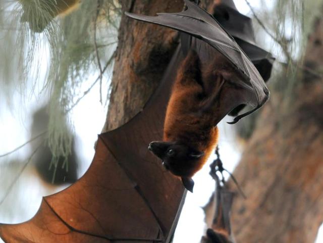 Bats in their colony on the Panjab University campus in Chandigarh. (Anil Dayal/HT Photo)