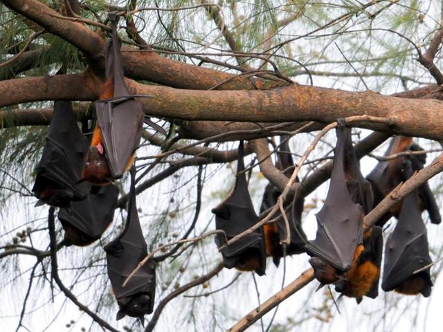 Bats in their colony on the Panjab University campus in Chandigarh. (Anil Dayal/HT Photo)