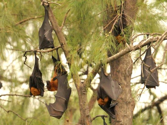 Bats in their colony on the Panjab University campus in Chandigarh. (Anil Dayal/HT Photo)